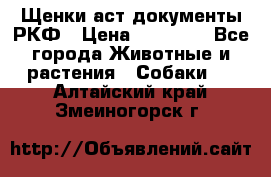 Щенки аст документы РКФ › Цена ­ 15 000 - Все города Животные и растения » Собаки   . Алтайский край,Змеиногорск г.